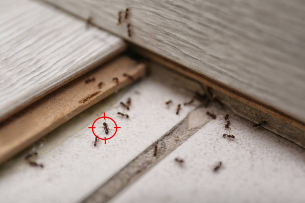 Best Pest Prevention Services  in Tybee Island, GA