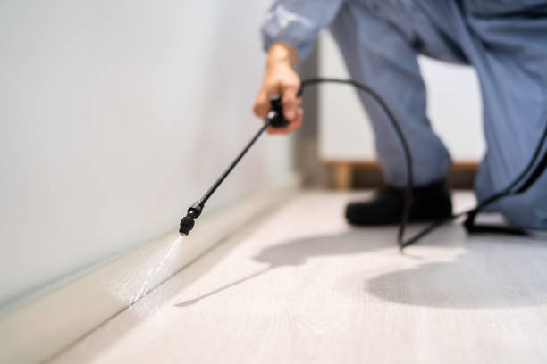 Flea Control Services in Tybee Island, GA